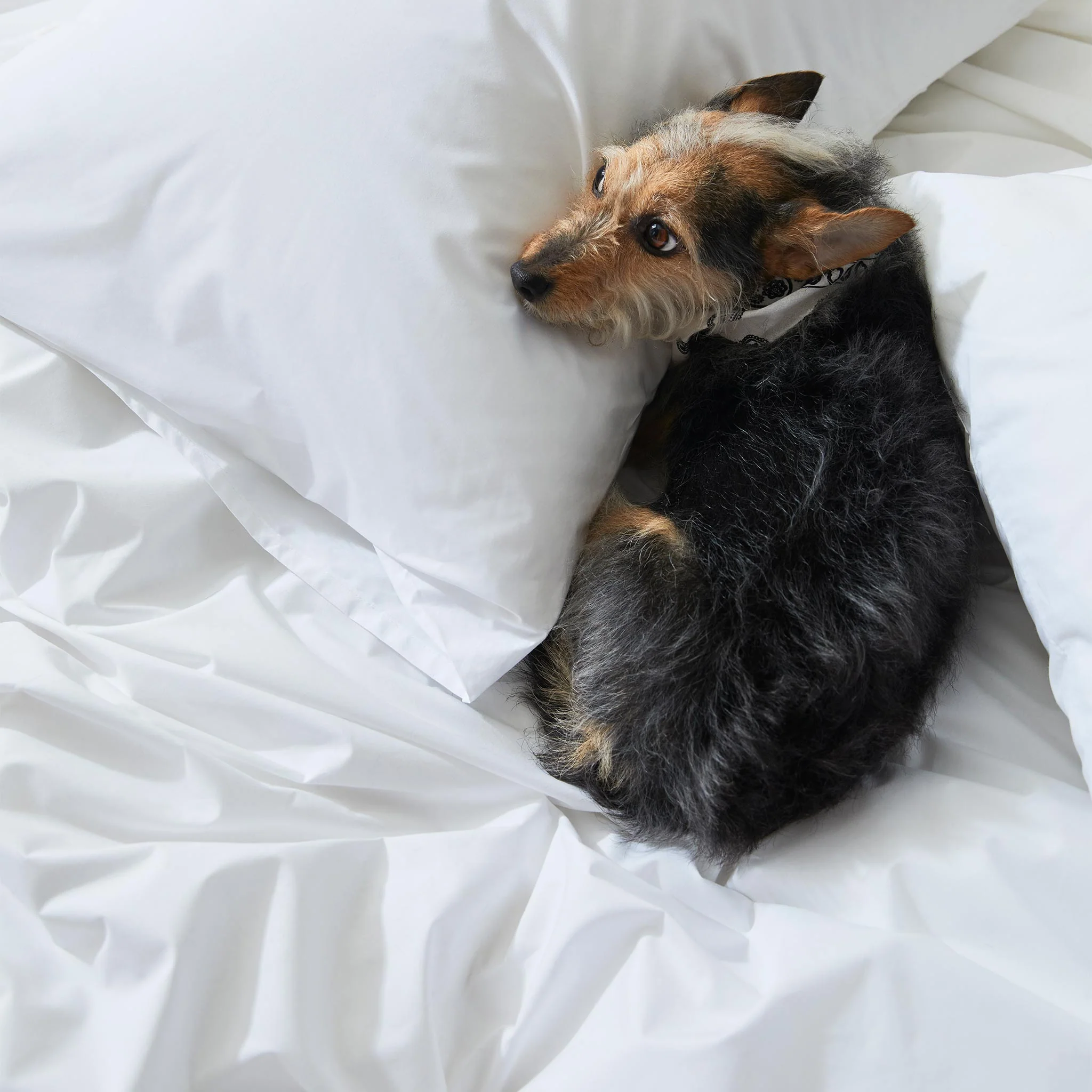 Classic Percale Core Sheet Set - Image 59