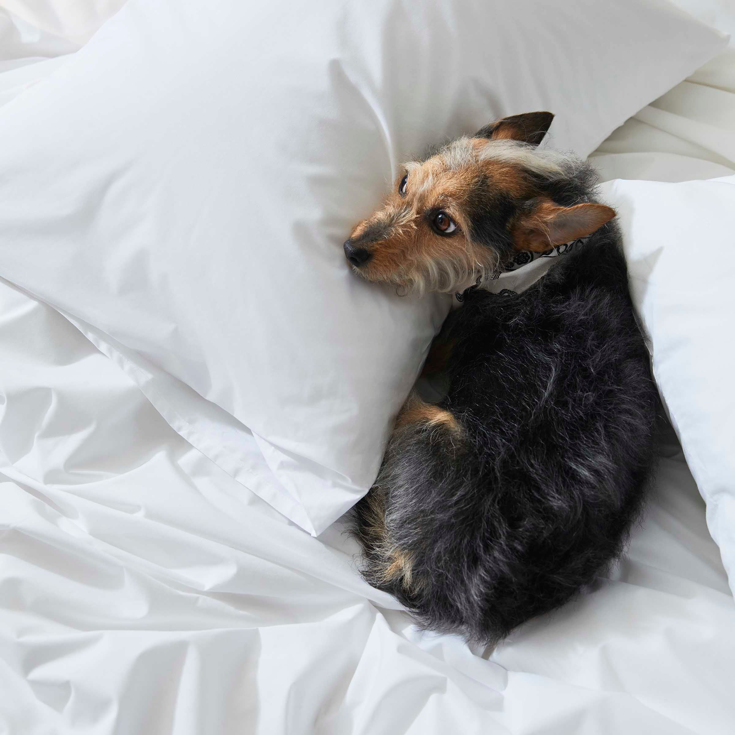 Classic Percale Hardcore Bundle - Image 18