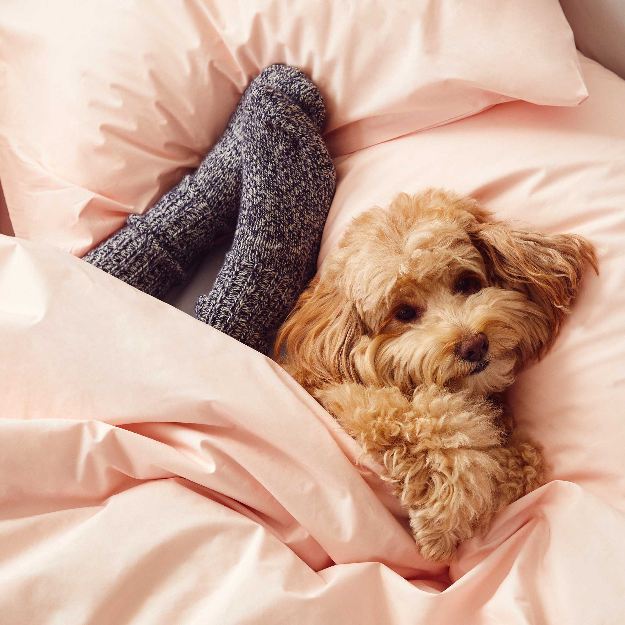 Rewards Luxe Pillowcase Set - Image 48